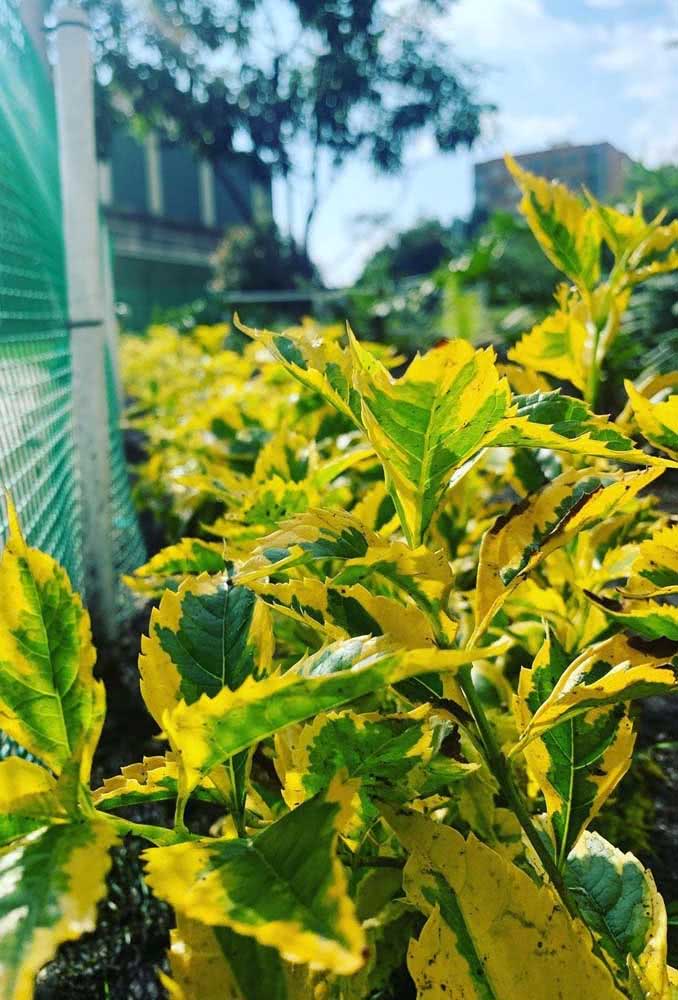Golden and illuminated leaves for a cheerful and colorful garden