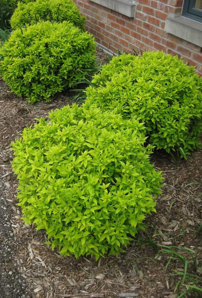 Mini gold drop shrubs for the house's small flowerbed
