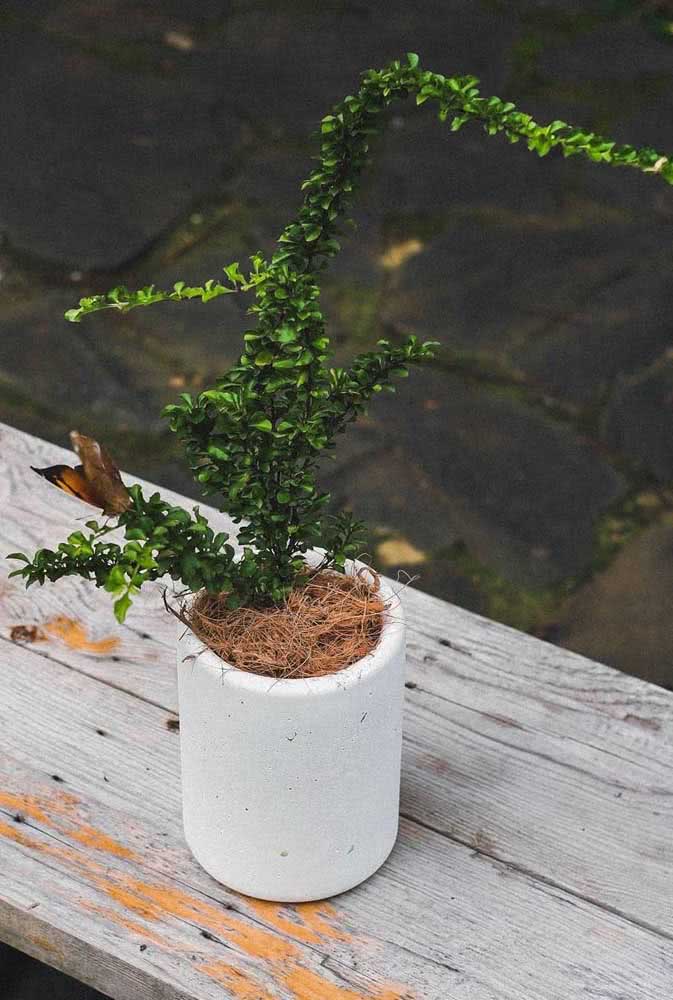Have you thought about making topiary in the vase?  Here, this is possible with the golden drop